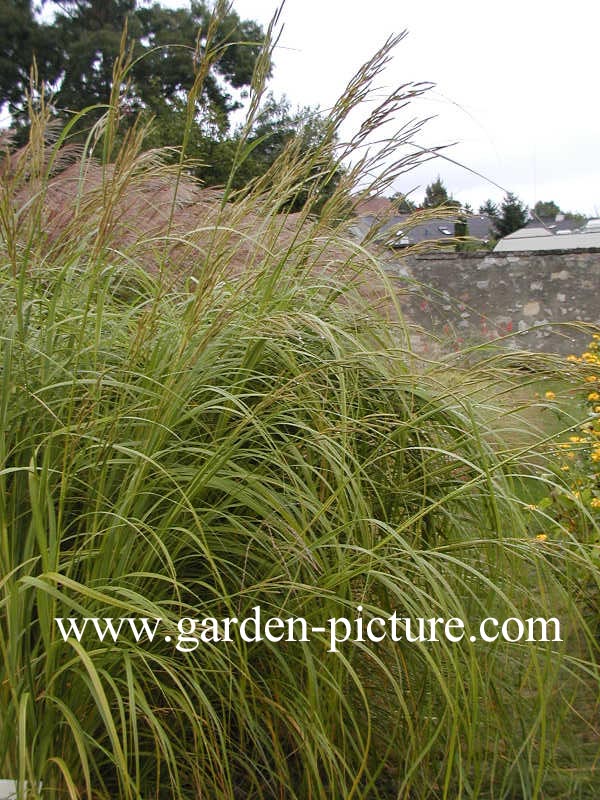 Spartina pectinata 'Aureomarginata'