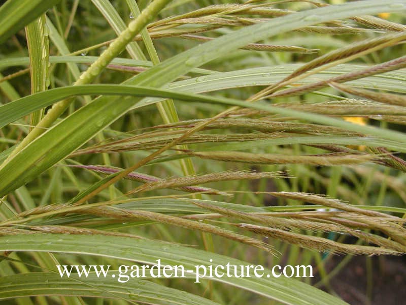 Spartina pectinata 'Aureomarginata'