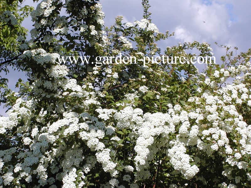 Spiraea arguta