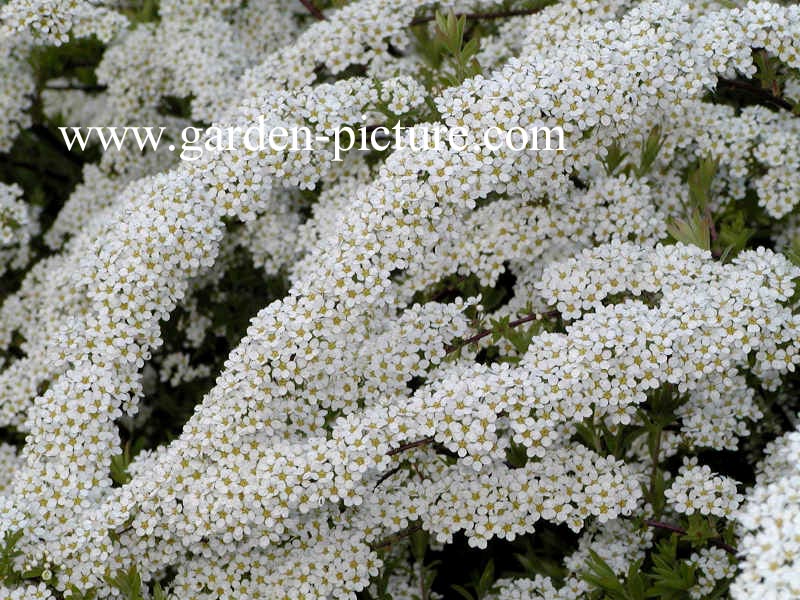 Spiraea arguta