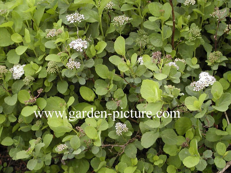 Spiraea betulifolia aemiliana