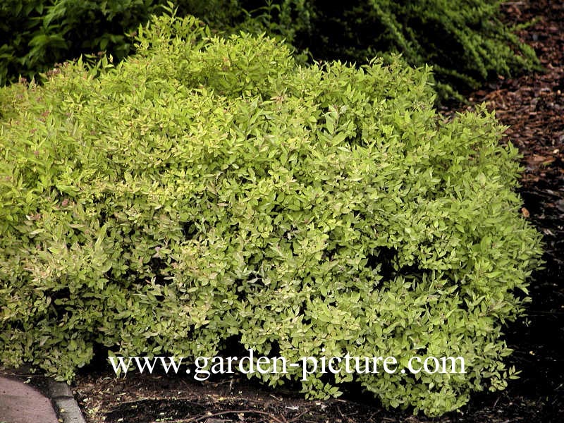 Spiraea japonica 'Goldmound'