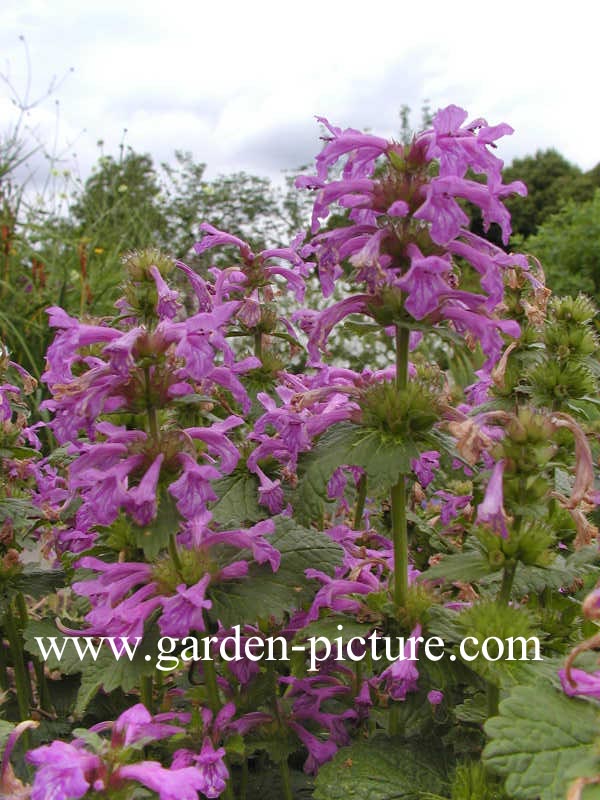 Stachys macrantha 'Superba'