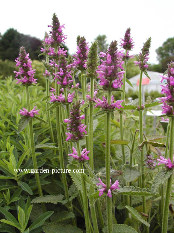 Stachys officinalis