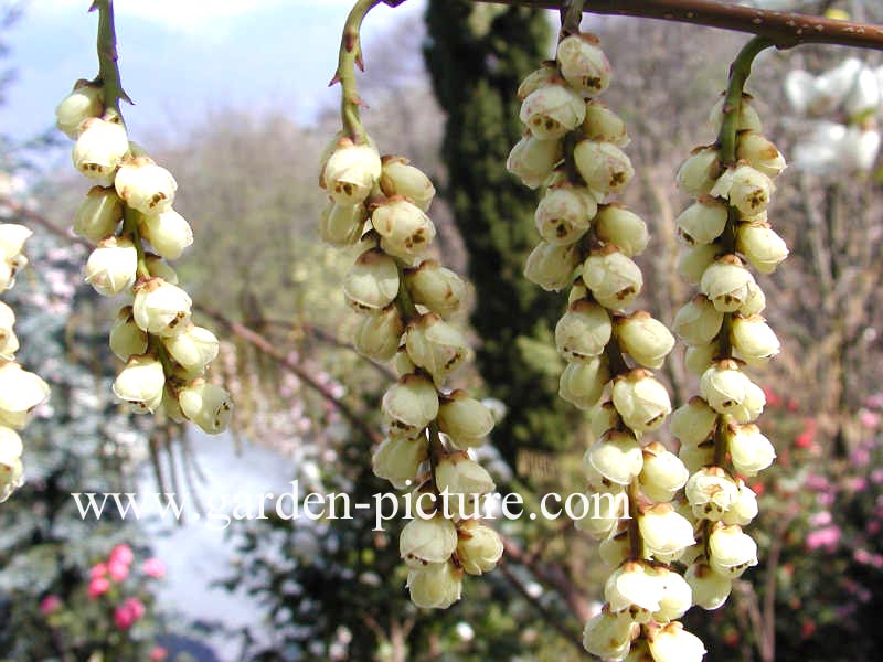 Stachyurus praecox matsuzakii (99087)