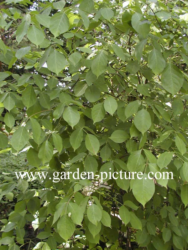 Staphylea trifolia