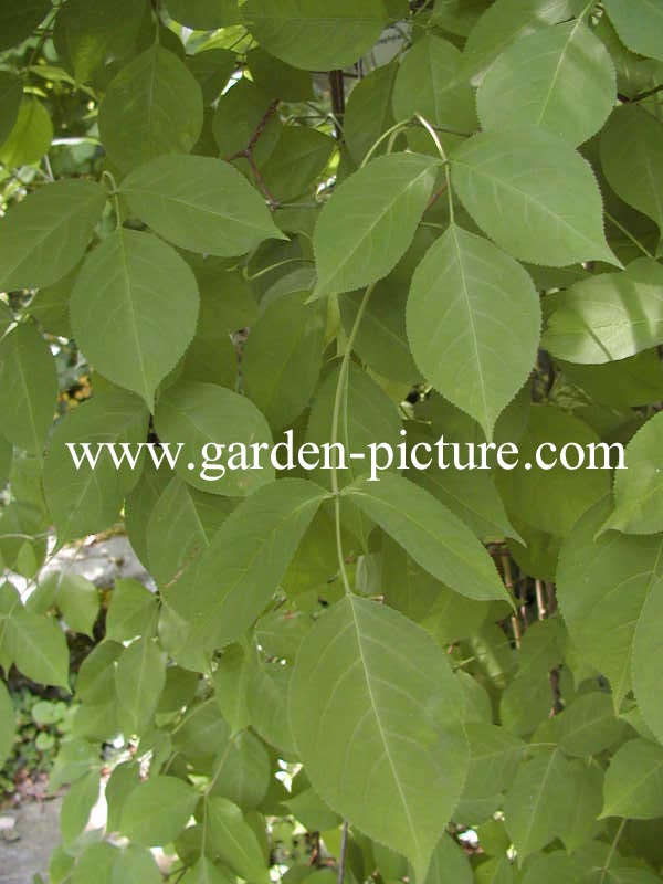 Staphylea trifolia