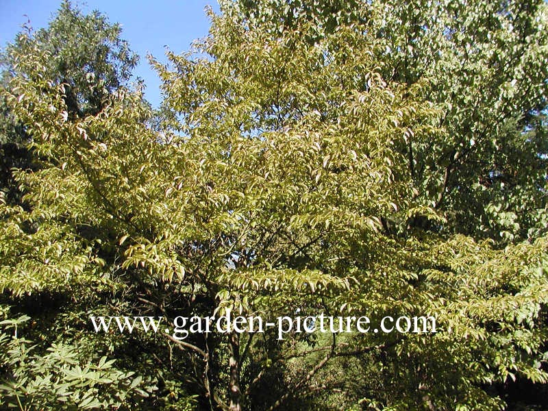 Stewartia sinensis