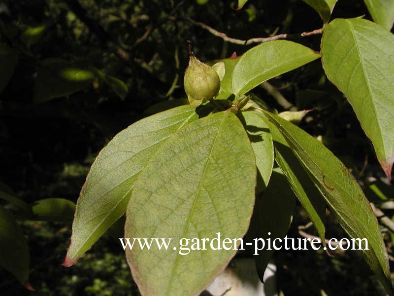 Stewartia sinensis