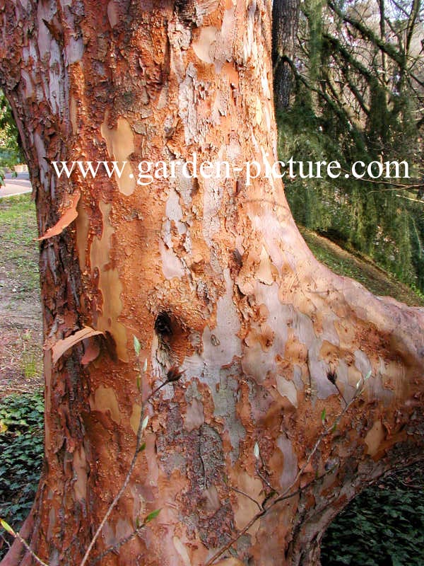 Stewartia sinensis