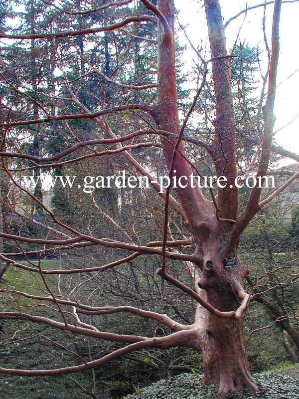 Stewartia sinensis