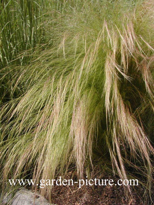 Stipa tenuifolia