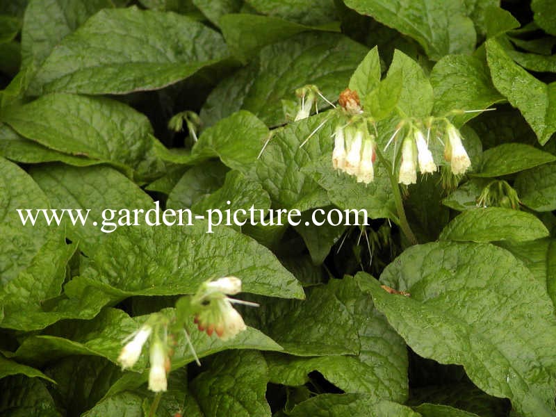 Symphytum grandiflorum