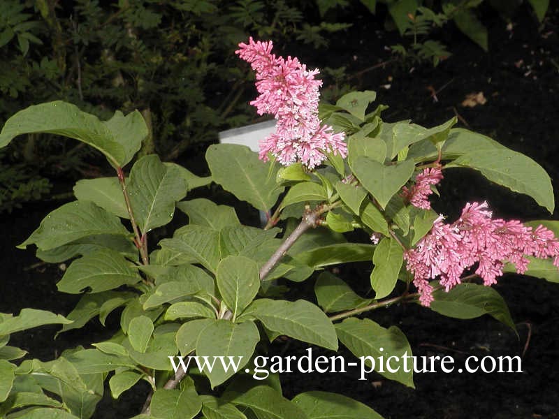 Syringa komarowii subsp. reflexa