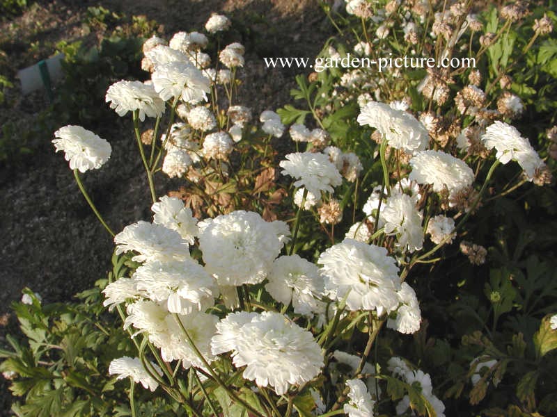 Tanacetum parthenium 'Sissinghurst White'