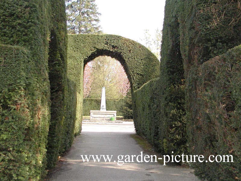 Taxus baccata