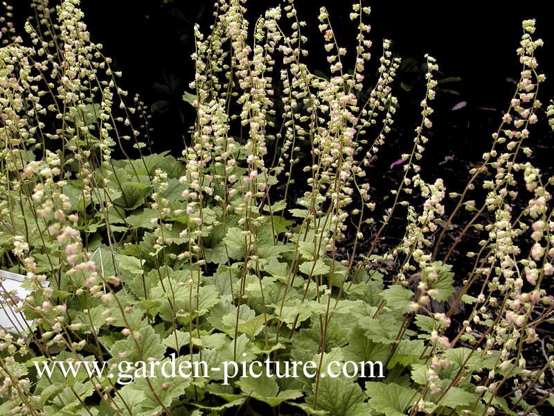 Tellima grandiflora 'Rubra'