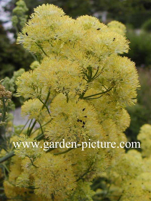 Thalictrum flavum ssp. glaucum