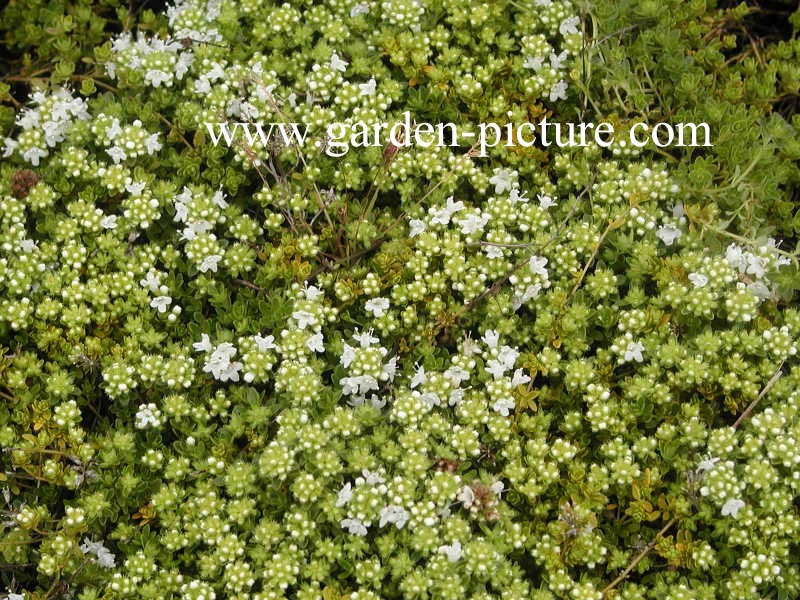 Thymus praecox 'Albiflorus'