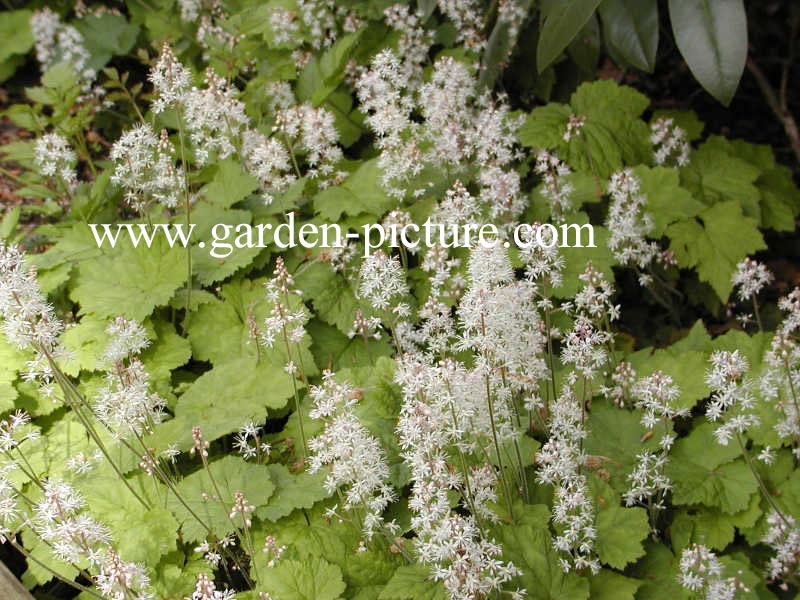 Tiarella cordifolia