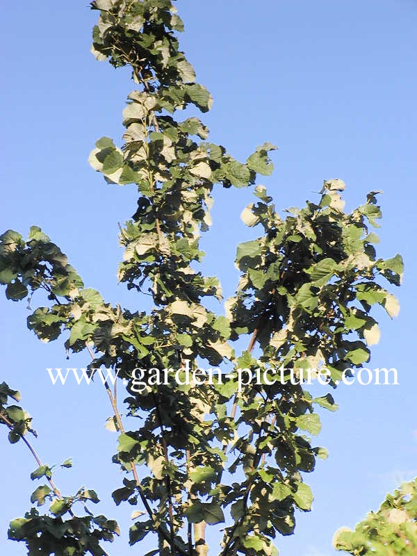 Tilia tomentosa 'Szeleste'