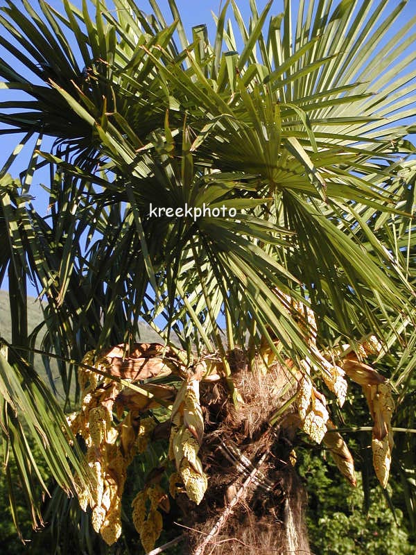 Trachycarpus fortunei