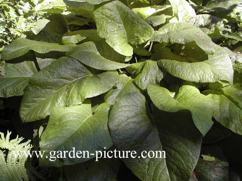 Trachystemon orientalis