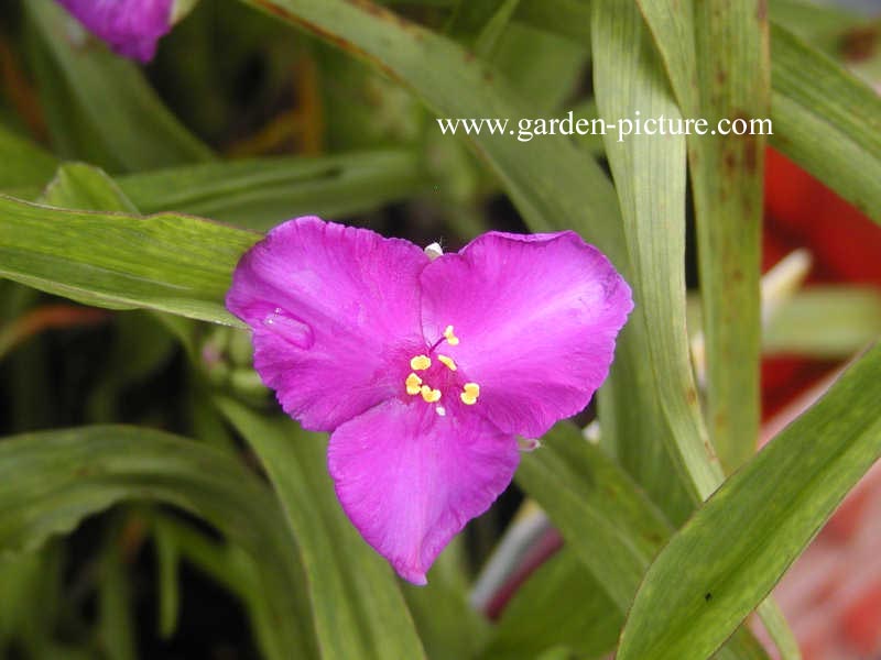 Tradescantia andersoniana 'Rubra'