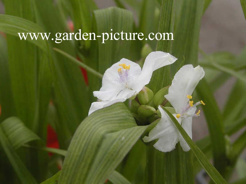 Tradescantia andersoniana 'Innocence'