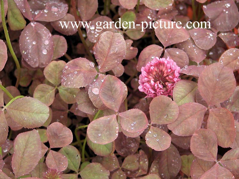 Trifolium repens 'Pentaphyllum'