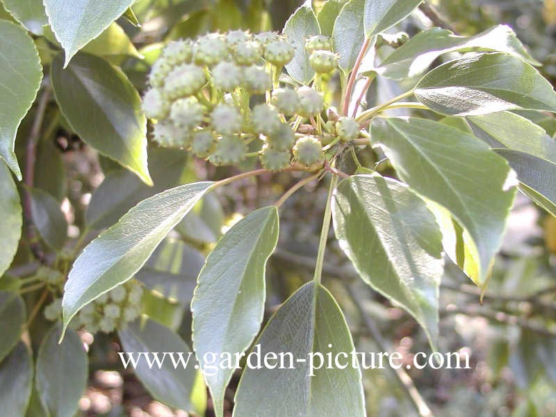 Trochodendron aralioides