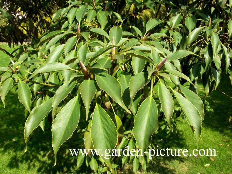 Trochodendron aralioides