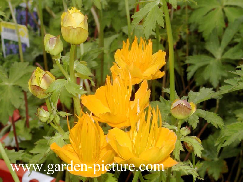 Trollius chinensis 'Golden Queen'