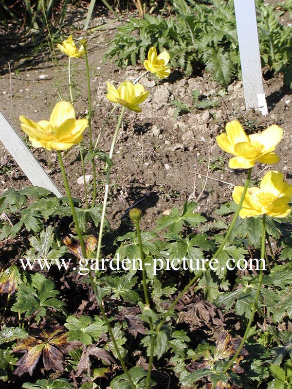 Trollius stenopetalus