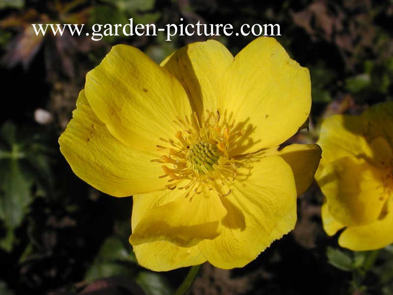 Trollius stenopetalus