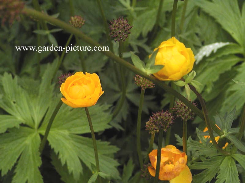 Trollius 'Orange Princess'