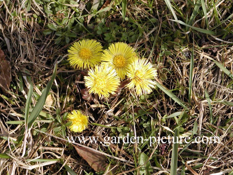 Tussilago farfara