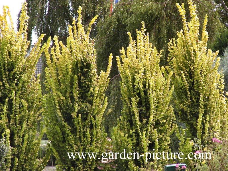 Ulmus hollandica 'Wredei'