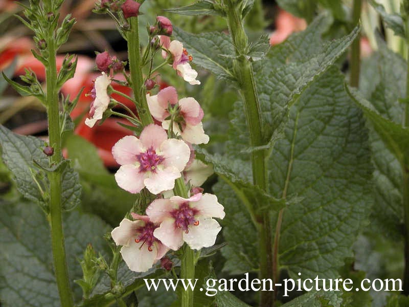 Verbascum phoeniceum