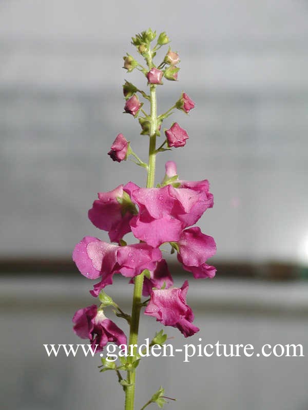 Verbascum phoeniceum