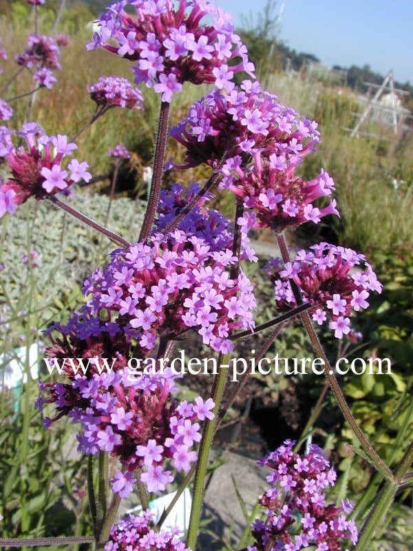 Verbena bonariensis