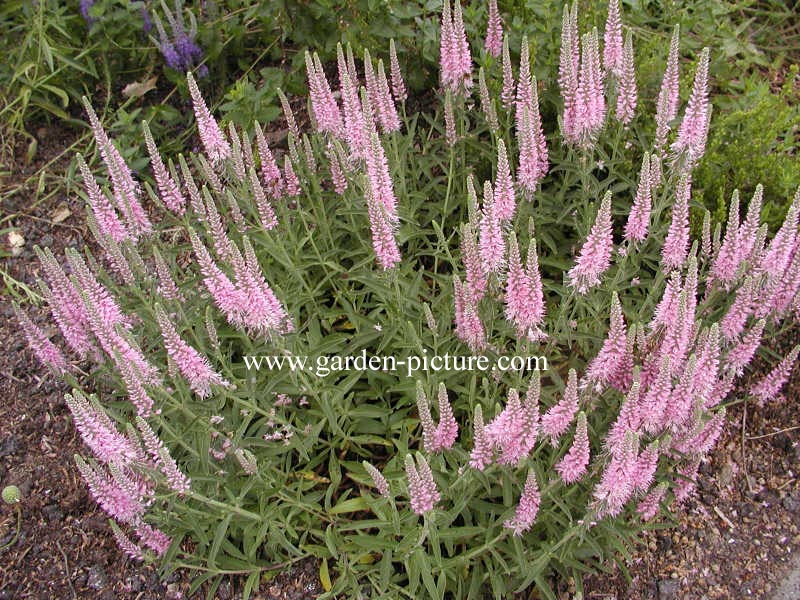 Veronica spicata 'Heidekind'