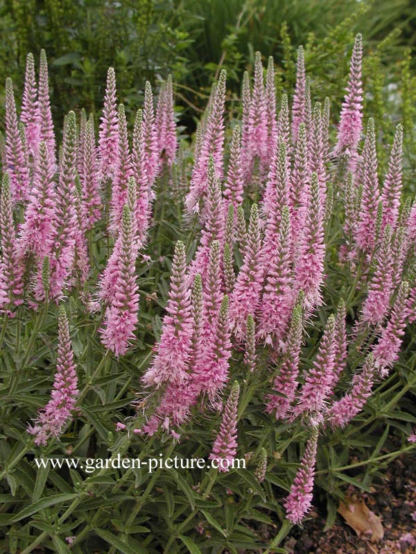 Veronica spicata 'Heidekind'