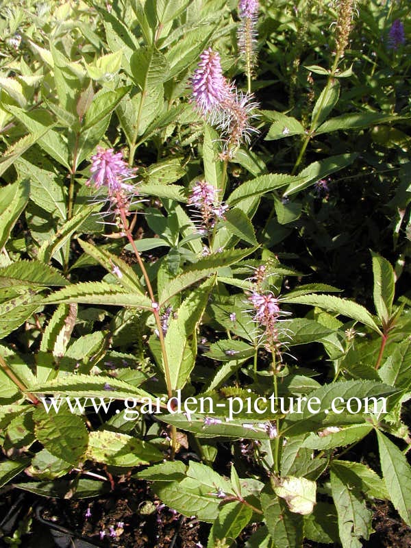 Veronicastrum virginicum 'Fascination'