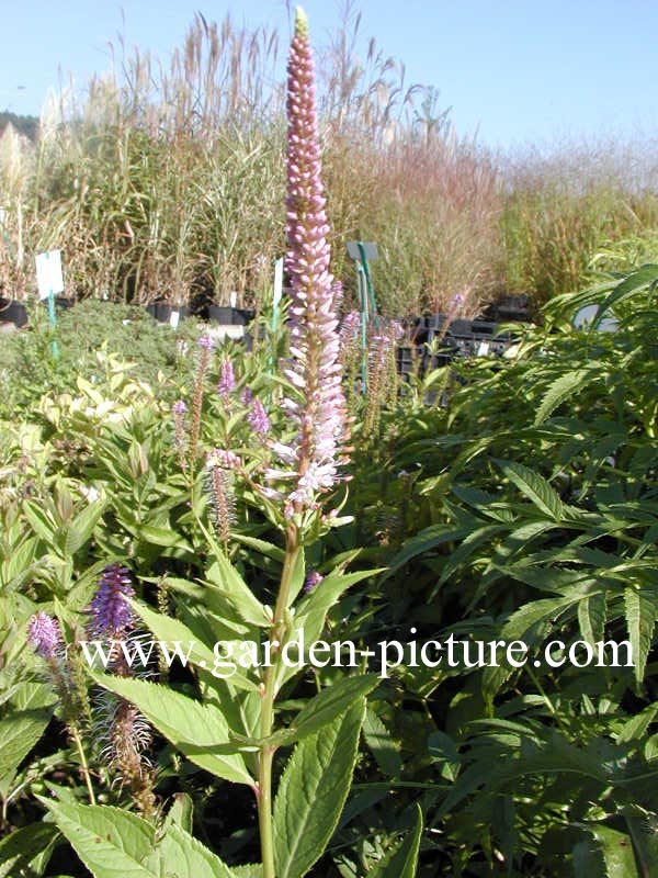 Veronicastrum virginicum 'Fascination'