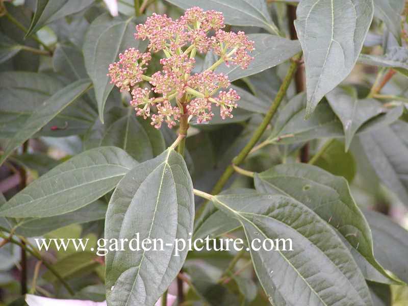 Viburnum cinnamomifolium