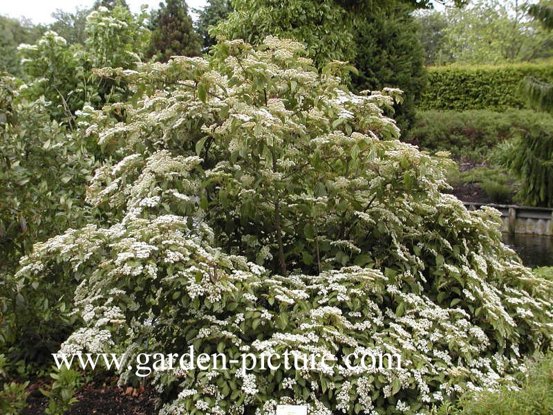 Viburnum 'Huron'