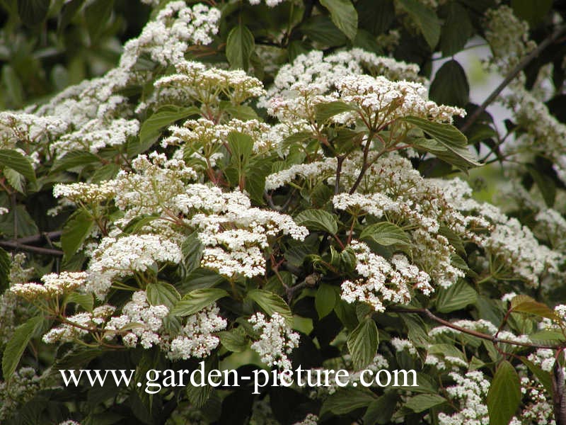 Viburnum 'Huron'