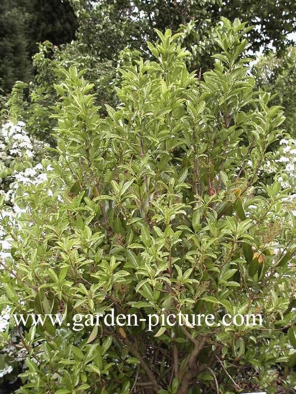 Viburnum odoratissimum 'Awabuki'