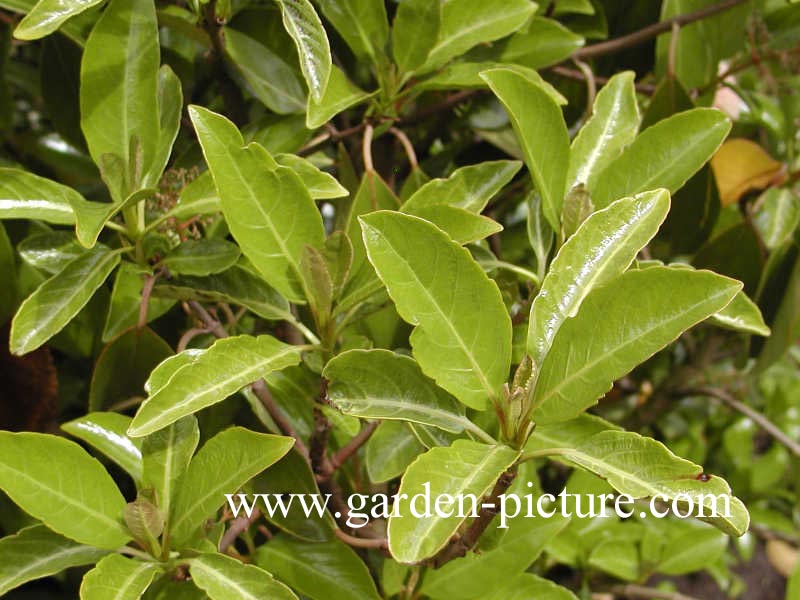 Viburnum odoratissimum 'Awabuki'